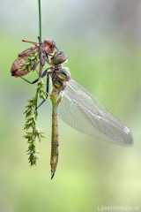 Somatochlora flavomaculata