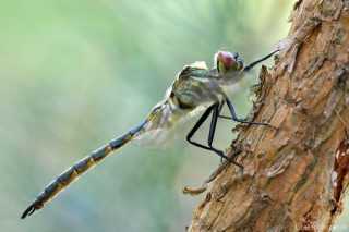 Somatochlora flavomaculata - male - juvenil _img_7396