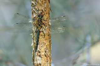 Somatochlora flavomaculata - male - juvenil _img_7407