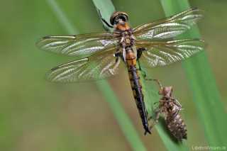 Epitheca bimaculata mit Exuvie