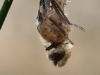 Cordulia aenea - Metamorphose - Male