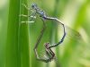Platycnemis pennipes - copula - IMG_0625.jpg