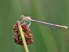 Platycnemis pennipes - weiblich - juvenil