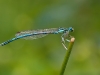 Platycnemis pennipes