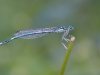 Platycnemis pennipes
