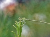 Platycnemis pennipes auf Sumpfporst