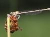 Platycnemis pennipes