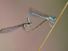 Platycnemis pennipes