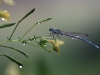 Platycnemis pennipes