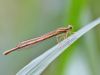 Platycnemis pennipes - female - juvenil