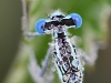Platycnemis pennipes Detail