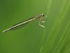 Platycnemis pennipes - female juvenil