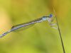 Platycnemis pennipes male
