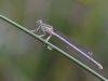 Platycnemis pennipes - juveniles Weibchen