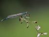 Platycnemis pennipes male
