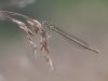 Platycnemis pennipes weiblich