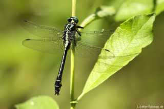 Gomphus vulgatissimus - male adult