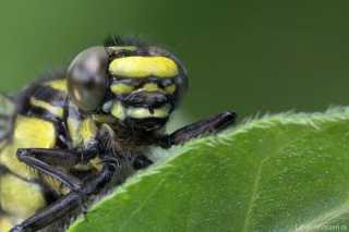 Gomphidae
