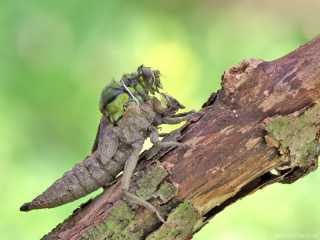 Gomphus vulgatissimus