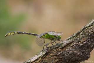 Ophiogomphus cecilia - male