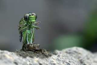 Ophiogomphus cecilia - wie ein Alien