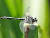 Gomphus vulgatissimus - male adult