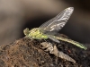 Stylurus flavipes (Gomphus flavipes)