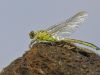 Stylurus flavipes (Gomphus flavipes) male _img_6001