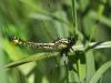 Gomphus vulgatissimus - female