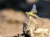Stylurus flavipes (Gomphus flavipes) - juvenile female_img_61