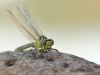 Stylurus flavipes (Gomphus flavipes) female_img_66