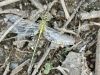 Stylurus flavipes (Gomphus flavipes) female_img_69