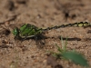 Ophiogomphus cecilia