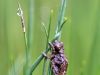 Onychogomphus forcipatus - larva 2 _img_54