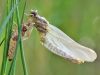 Onychogomphus forcipatus - male, metamorphose 3