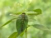 Ophiogomphus cecilia - female