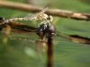 Onychogomphus forcipatus - female- immature 5