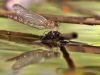 Onychogomphus forcipatus - female- immature 3