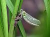 ophiogomphus cecilia - female metamorphose
