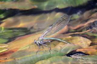 Caloptery splendens - female lays eggs under water 4/ by Kathrin Zander from Bavaria