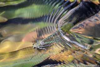 Caloptery splendens - female lays eggs under water/ by Kathrin Zander from Bavaria