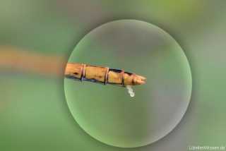 Sympetrum eggs / by Gerhard Haaken from Niedersachsen