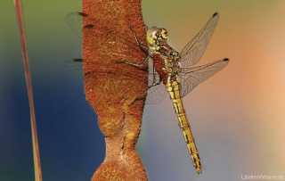 Arrenurus spec. -Sympetrum vulgatum / by Helmut Gutjahr from Bayern