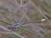 Lestes macrostigma -male- /by thorsten stegmann_965
