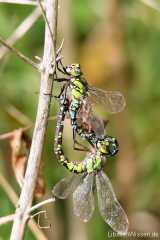 Aeshna cyanea - copula / by Clemens Kuytz from Germany-Leverkusen