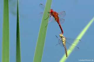 Crocothemis erythraea male Tandem with Sympetrum sp. / by Jörg Turk from Hessen
