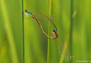 Nehalennia speciaosa - copula / by Hansruedi Wildermuth from Switzerlland