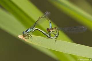 copula Ischnura elegans with Erythromma najas /by Marc Hirt from Kassel