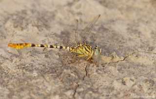 Onychogomphus flexuosus - male / by Paul Cools