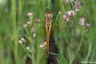 Pantala flavescens - Wanderlibelle - female by  Michael Post Gdo